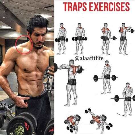 Traps Exercises Traps Workout Workout Workout Programs