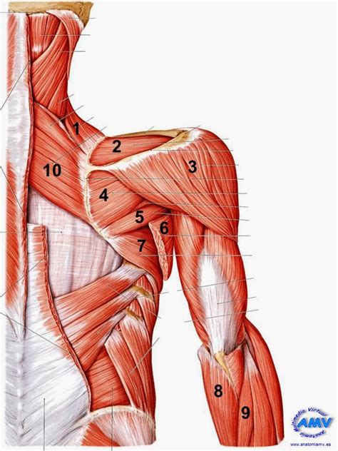 Clases De Anatomia Humana Miembro Superior