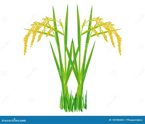 Isolated Rice Plant Stock Vector Illustration Of Agriculturist 140186682