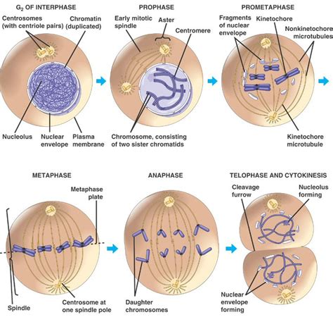 Maybe you would like to learn more about one of these? Cytokinesis. Causes, symptoms, treatment Cytokinesis
