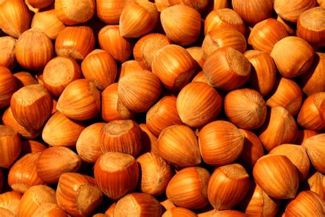 Amazing Health Beauty Benefits Of Hazelnuts Good Health All