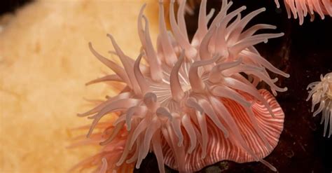 Sea Anemone Animal Facts A Z Animals
