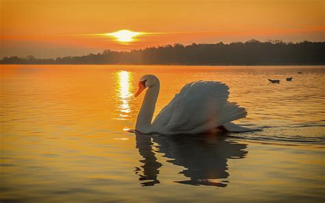 Swan Bird Lake Beautiful Sunset Wallpaper Hd