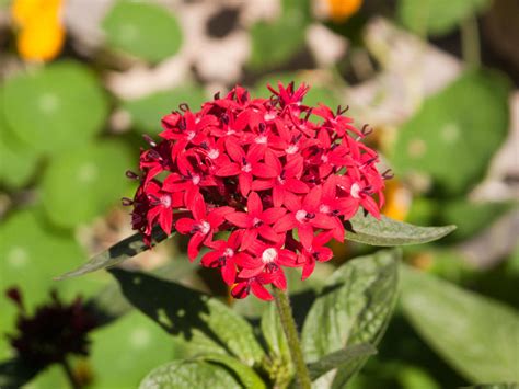 A Bunch Of Small Red Flowers Photograph By Ashish Agarwal