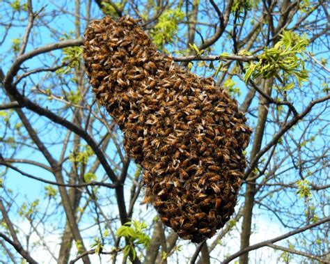If You Have A Bee Swarm Near Your Residence Then Contact Wasptec Who