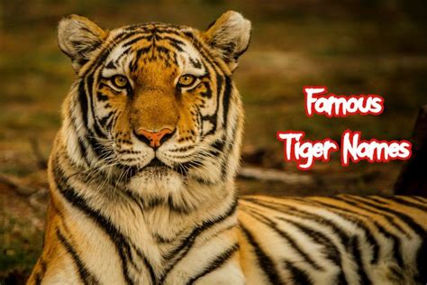 50 Famous Tiger Names Inspired From Movies Disney