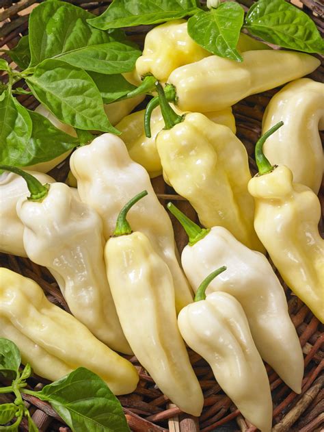 The high pressure holds the grab bag. Paprika roční pálivá Habanero White | SEMO eshop