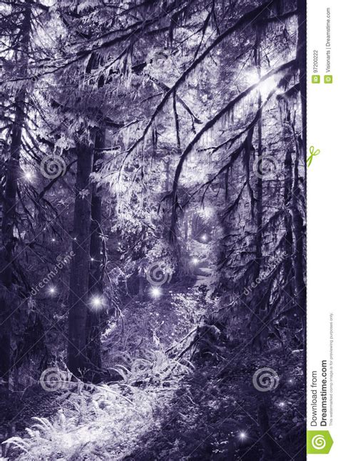 Fairies In Moonlight Dancing In The Magical Forest Stock Photo Image