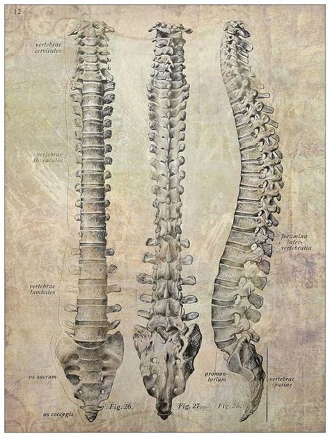 3 View Spine Chiropractic Anatomy Artwork Etsy In 2020 Clinic Art