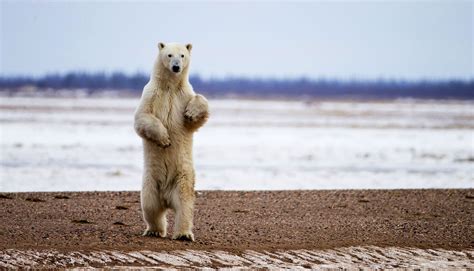 English turkish online dictionary tureng, translate words and terms with different pronunciation options. Symbolic Polar Bear Facts and Polar Bear Meaning on Whats ...