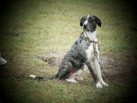 The Catahoula Cow Dog Catahoula Cur The Louisiana Cattle Dog