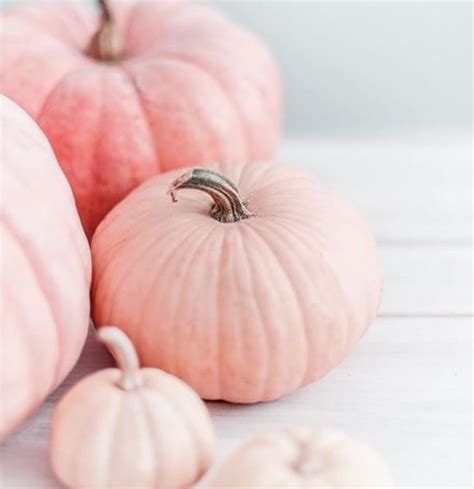 Pin By Gail Steven On Autumn Blush Pink Pumpkins Pumpkin Wallpaper