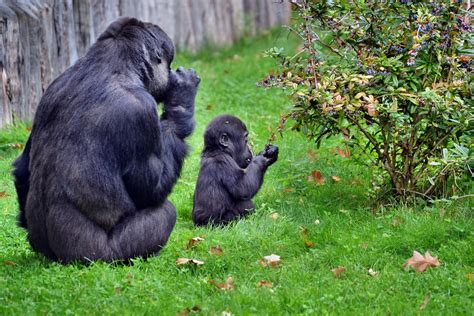 Gorilla Facts For Kids Cool Kid Facts