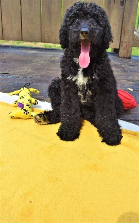 This is determined by their age, time of first office hours. Standard Poodle Puppies For Sale | Lansing, MI #307968