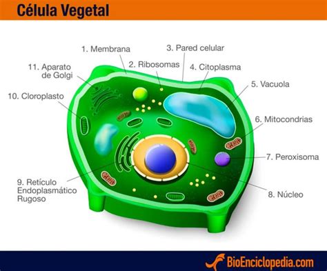 Célula Vegetal Partes Y Funciones Resumen Con Esquemas