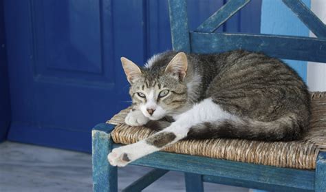 aegean cat breed information cat breeds  thepetowners