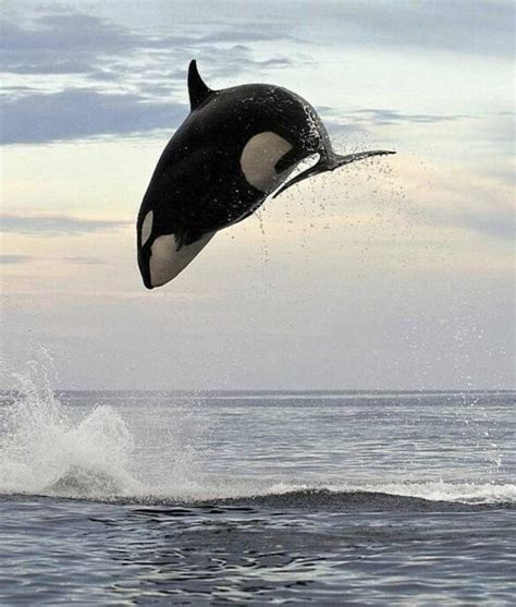 Just Learnt That This 8 Ton Creature Orca Can Leap At Least 15 Ft