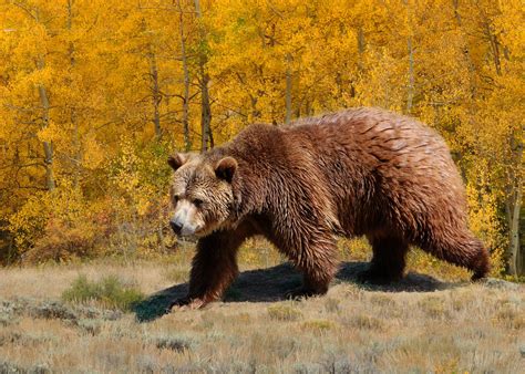 U S Wont Restore Grizzly Bear Protections Near Yellowstone National
