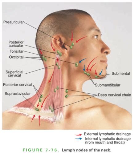 Supraclavicular Lymph Nodes Diagram