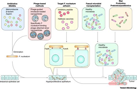 Fusobacterium Nucleatum A Key Pathogenic Factor And Microbial