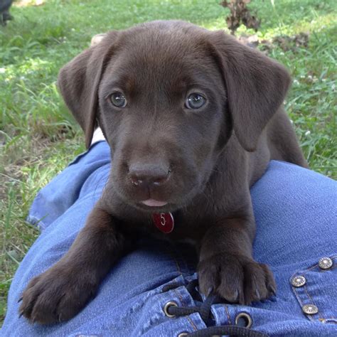 In addition, he drives puppies to places all over new i have 2 registered chocolate lab pups for sale, they come with papers and vet records showing they have had their first and second set of shots. Black & Chocolate Lab Puppies For Sale!