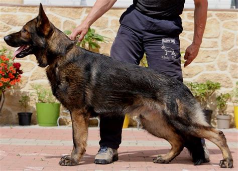 Benefits Of Having German Shepherd Dog For Protection Ecologiaaldia