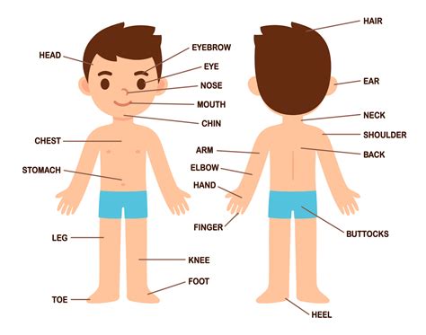 Aprendamos Las Partes Del Cuerpo En Inglés