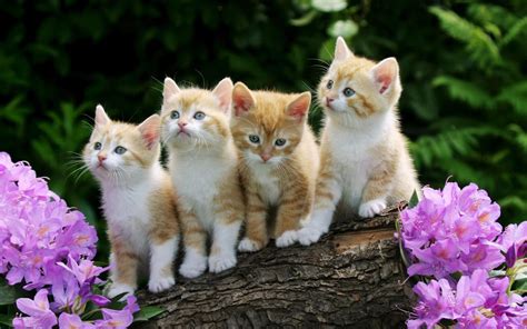 Cute Kitten Wallpapers Pictures