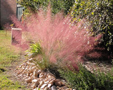 See more ideas about ornamental grasses, fine gardening, grass. Ornamental Grasses in San Diego Landscapes - Letz Design