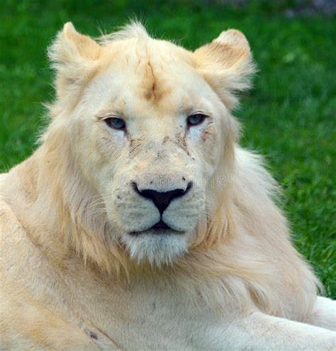 White Lion Stock Image Image Of Lioness Genetic Lion 98050539