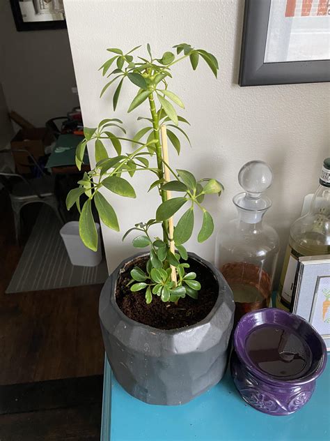 My Schefflera Is Much Bushier At The Bottom Should I Just Cut It Down