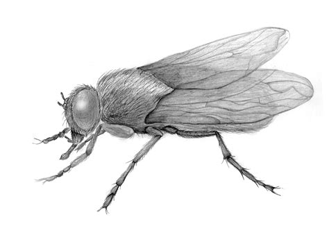 Pencil Drawing Of A Fly Insect Sketch Insetos Ilustrações