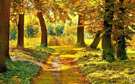 秋天森林的路自然风景桌面壁纸 壁纸图片大全