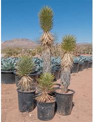 Image result for yucca brevifolia