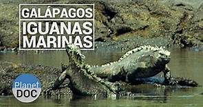 Galapagos. Las Iguanas Marinas | Naturaleza - Planet Doc