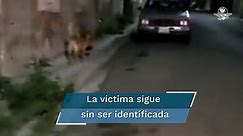 Recuperan la cabeza humana que llevaba perro en el hocico en Zacatecas