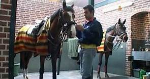 KWPN Royal Dutch Sports Horses