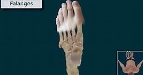 Huesos del pie. Metatarso y falanges