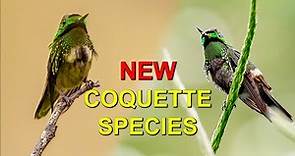 A NEW HUMMINGBIRD Species Was Born: The Butterfly Coquette