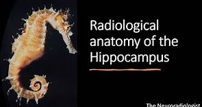 Unforgettable: Radiological Anatomy of the Hippocampus