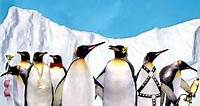 Farce of the Penguins (2007) - Movie
