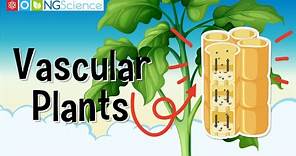 Vascular Plants