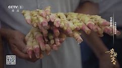 《农耕探文明》 第2集 安徽铜陵 白姜种植系统