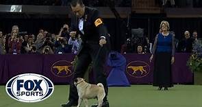 Best in Show Ceremony | WESTMINSTER DOG SHOW (2018) | FOX SPORTS