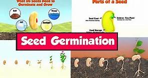 What is Seed Germination ? | Seed Germination for Kids | How Do Seeds Grow | Parts of a Seed | Seeds