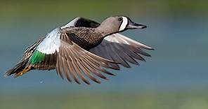 Blue-winged Teal Identification, All About Birds, Cornell Lab of Ornithology
