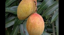 Growing Mango ‘Pickering’ in Containers - How to Grow Mangos