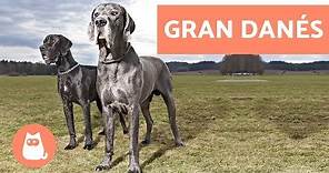 Gran danés o dogo alemán - Perros GIGANTES