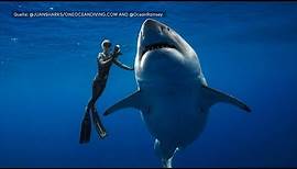 Atemberaubende Aufnahmen: Tauchgang mit Weißem Hai