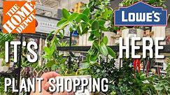 Urban Jungles NEW Hoya! Plant shopping at Lowe’s & Home Depot